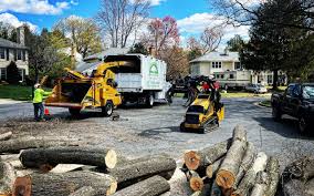 Dover, FL Tree Removal Company